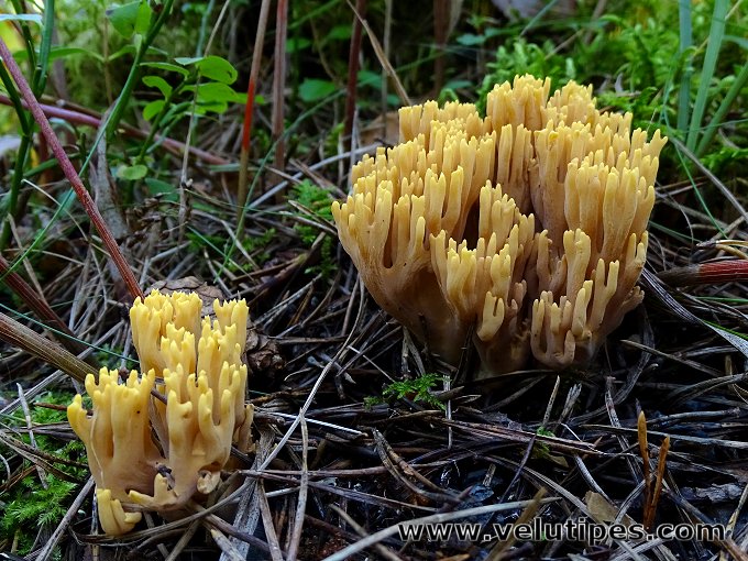 Ramaria testaceoflava