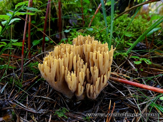 Ramaria testaceoflava