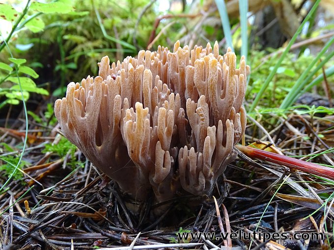 Ramaria testaceoflava