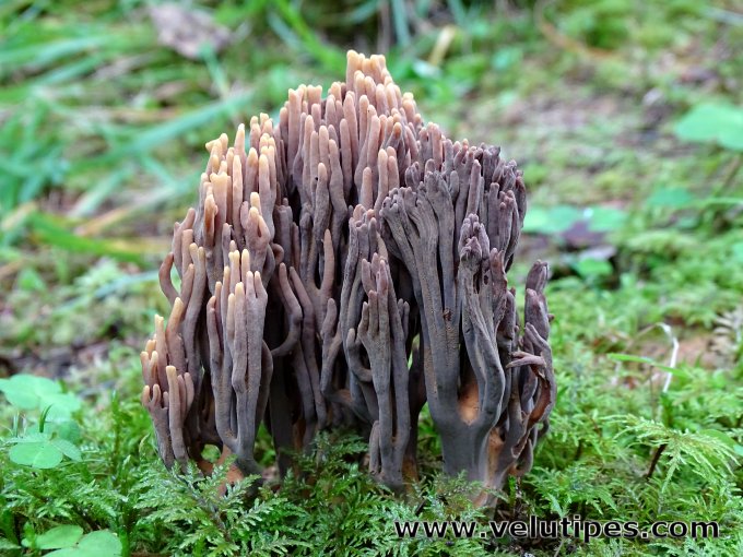 Ramaria testaceoflava