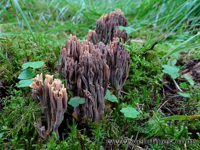 Ramaria testaceoflava