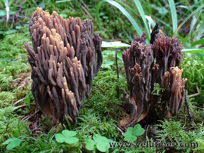 Ramaria testaceoflava