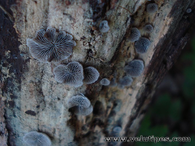 Resupinatus applicatus