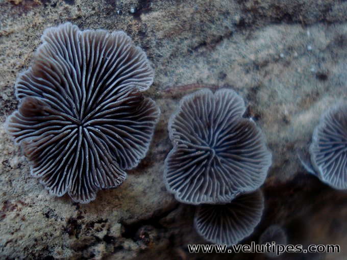 Resupinatus applicatus