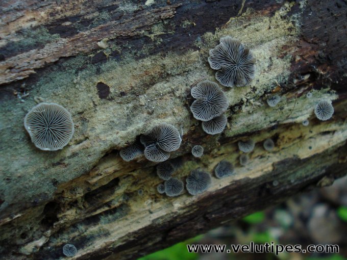 Resupinatus applicatus