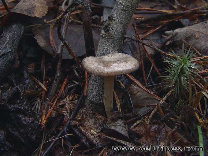 Rhizocybe pruinosa