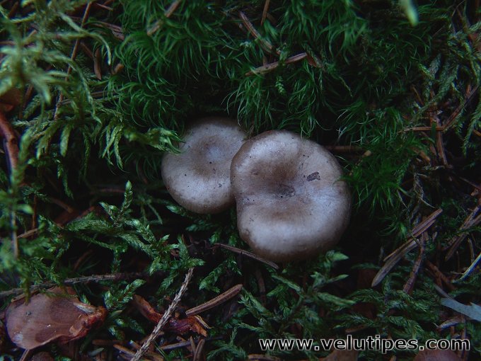 Rhizocybe pruinosa