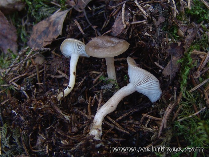 Rhizocybe pruinosa