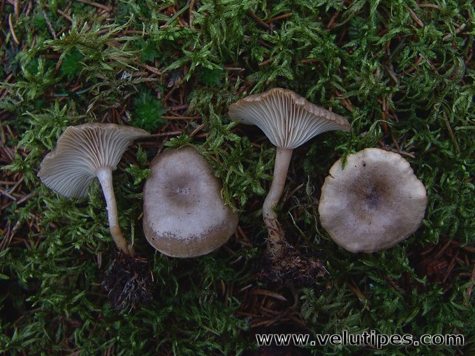 Rhizocybe pruinosa