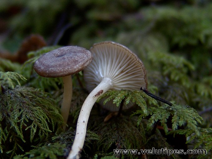 Rhizocybe pruinosa
