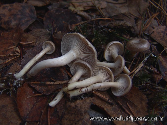 Rhizocybe pruinosa
