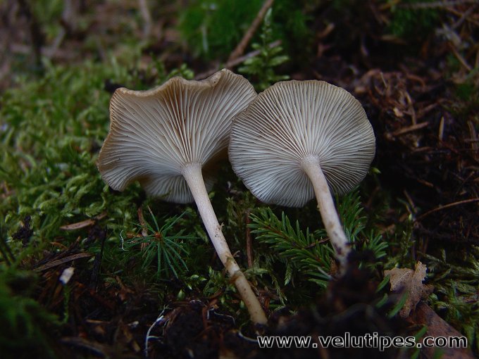 Rhizocybe pruinosa