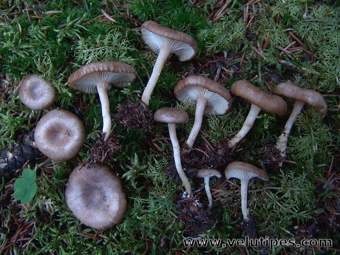 Rhizocybe pruinosa