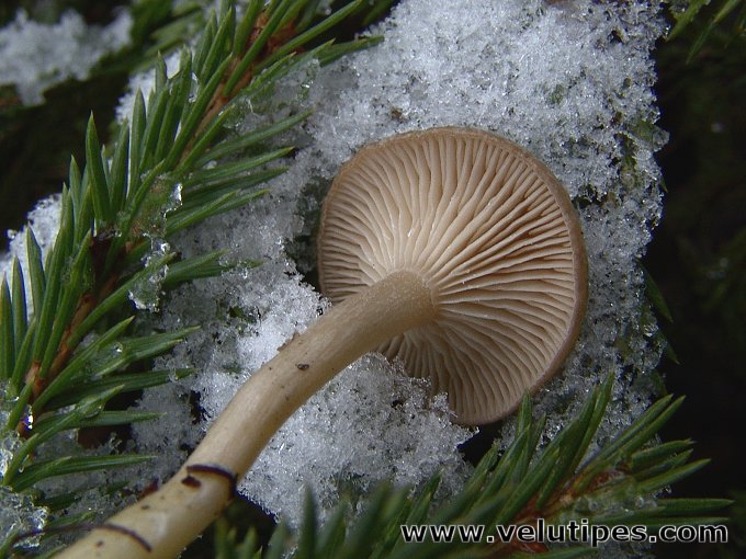 Rhizocybe pruinosa