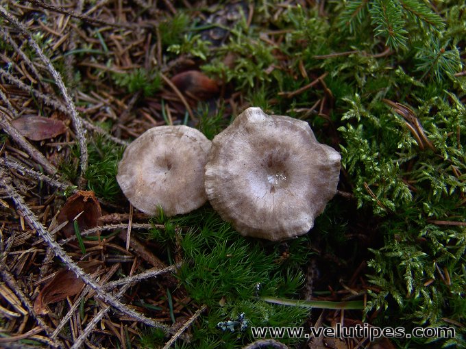 Rhizocybe pruinosa