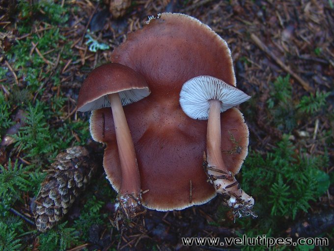  Rhodocollybia butyracea 