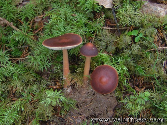 Rhodocollybia butyracea 