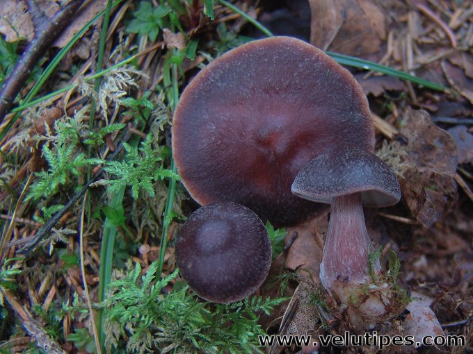 Rhodocollybia butyracea 
