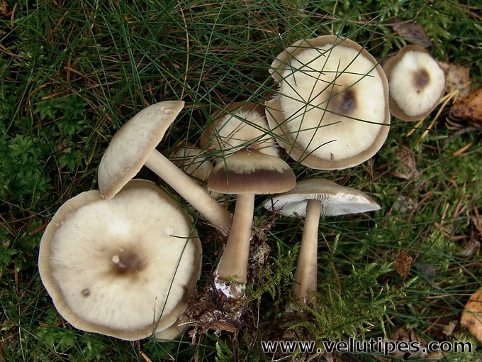  Rhodocollybia butyracea f. asema 