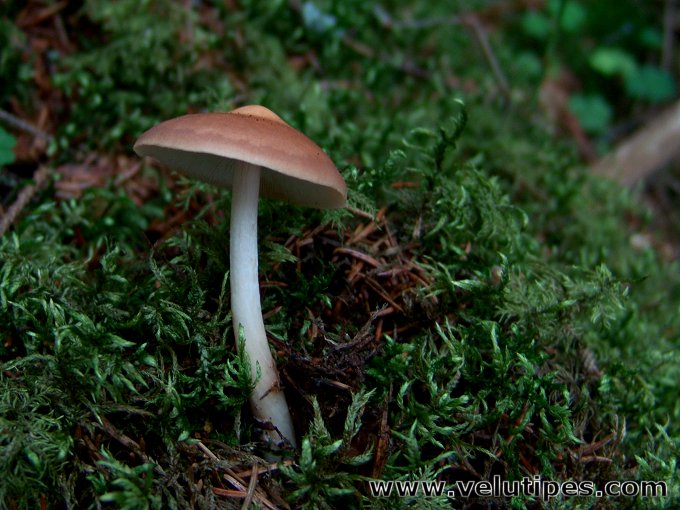 Rhodocollybia fodiens