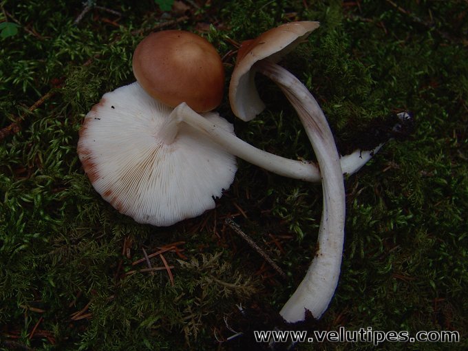 Rhodocollybia fodiens