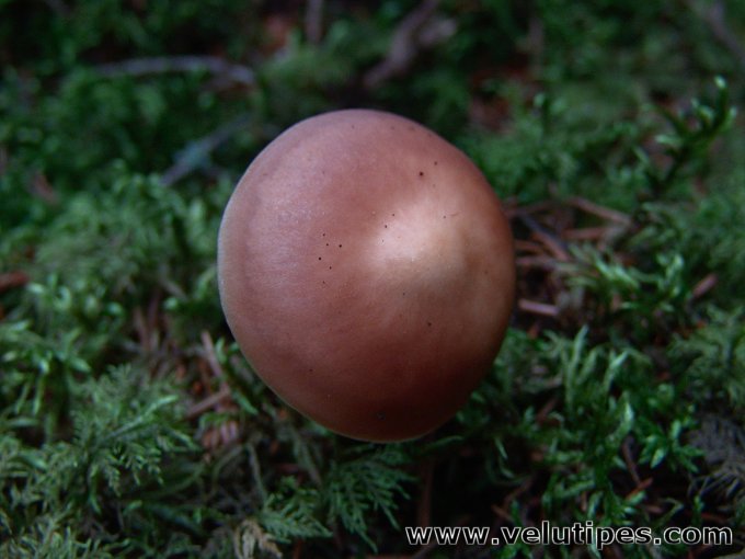 Rhodocollybia fodiens