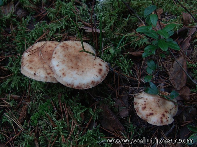 Rhodocollybia maculata