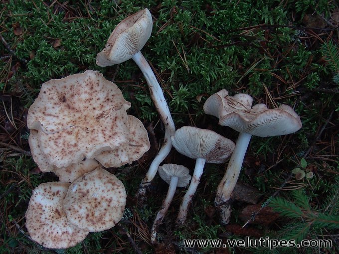 Rhodocollybia maculata