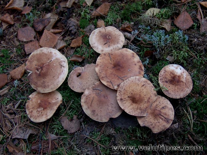 Rhodocollybia maculata