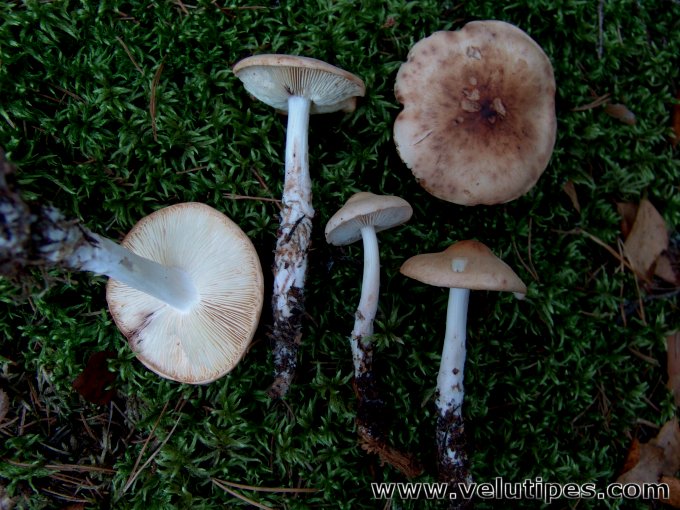 Rhodocollybia maculata