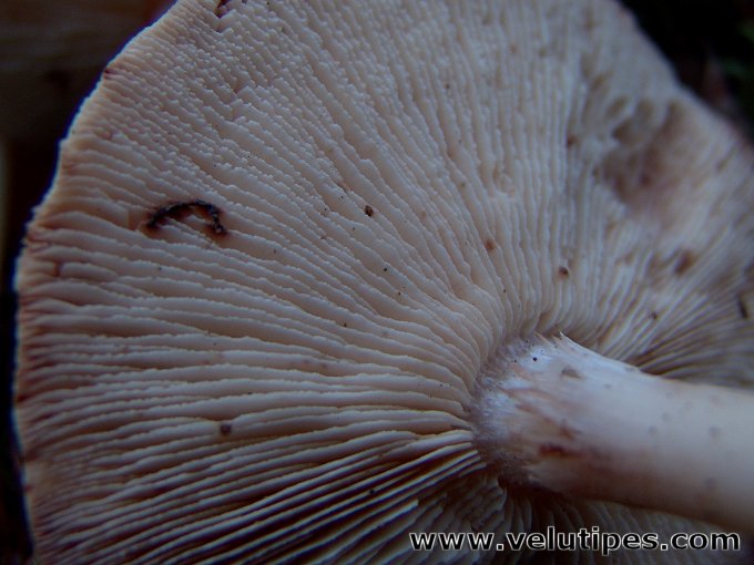 Rhodocollybia maculata