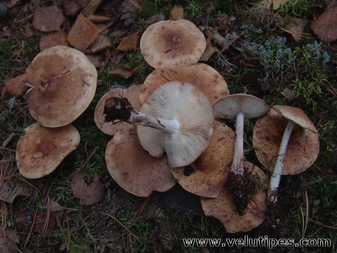 Rhodocollybia maculata