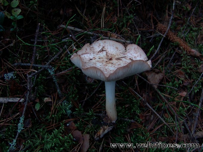 Rhodocollybia maculata