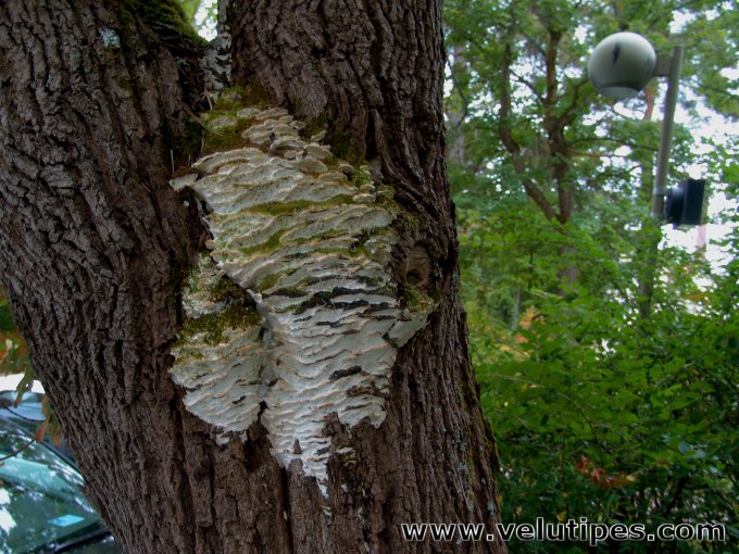 Rigidoporus populinus