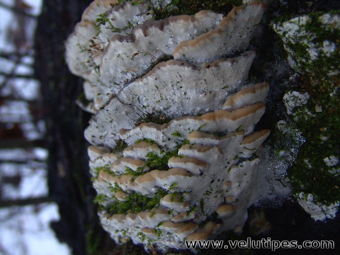 Rigidoporus populinus