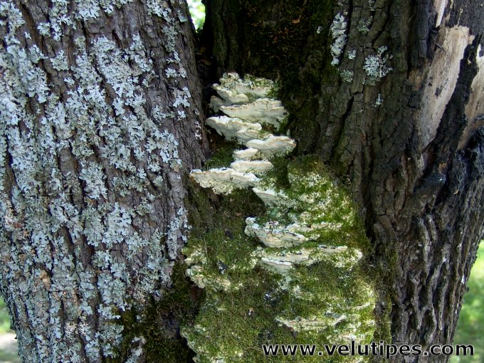 Rigidoporus populinus