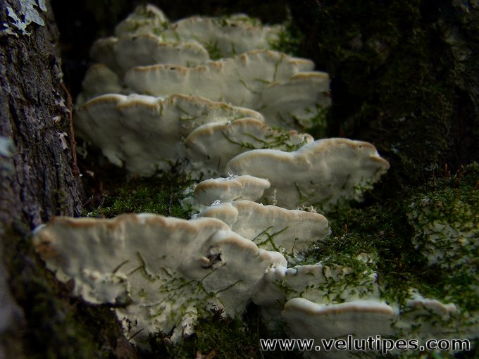 Rigidoporus populinus