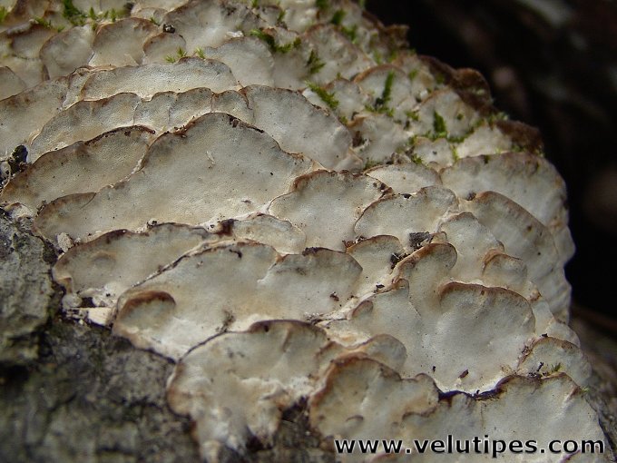 Rigidoporus populinus