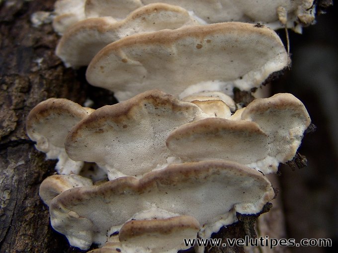 Rigidoporus populinus