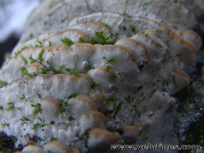 Rigidoporus populinus