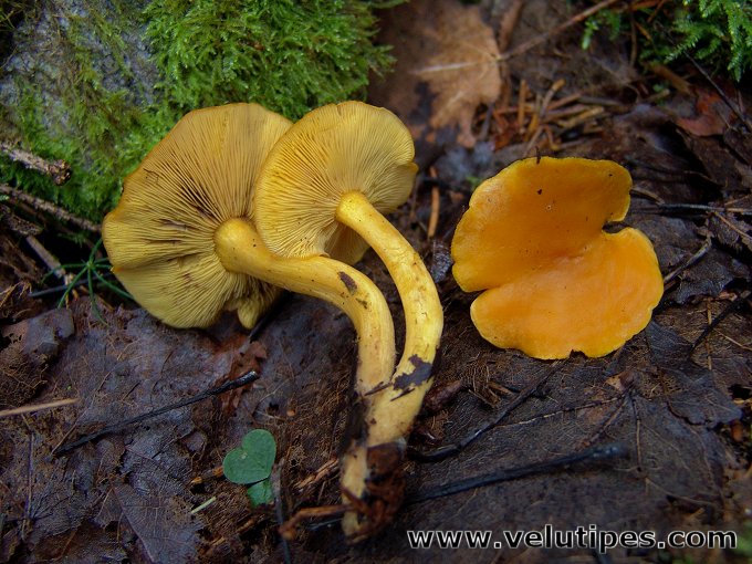 Rugosomyces chrysenteron?