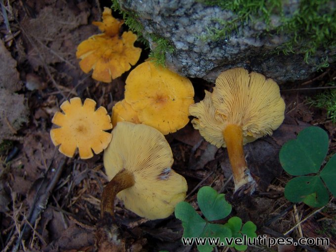 Rugosomyces chrysenteron?