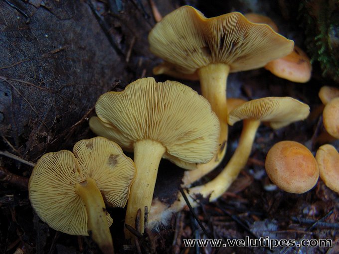 Rugosomyces chrysenteron?