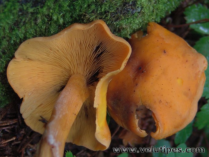 Rugosomyces chrysenteron?