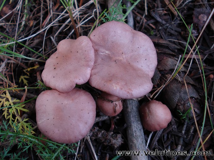 Rugosomyces persicolor
