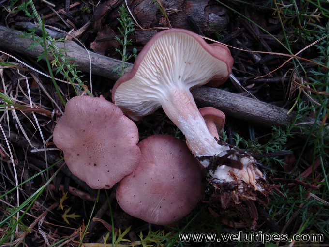 Rugosomyces persicolor