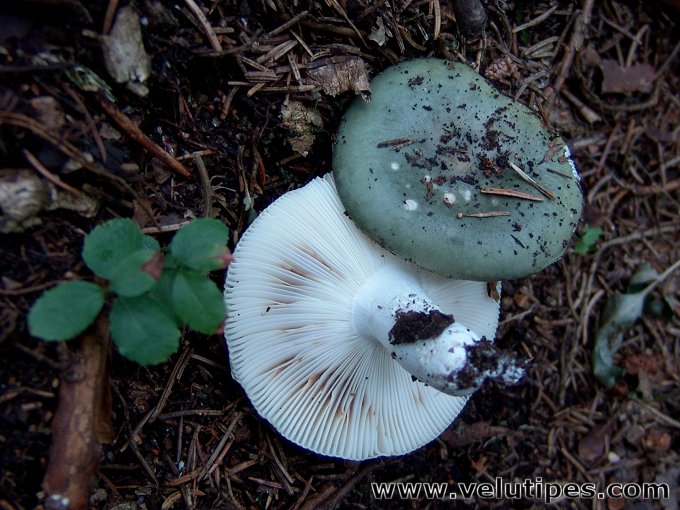 Russula atroglauca