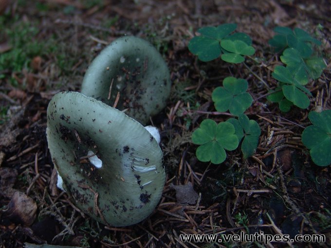 Russula atroglauca