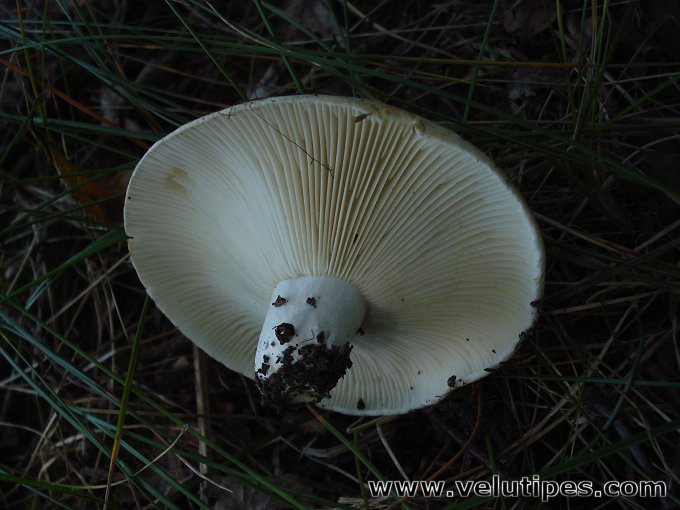 Russula chloroides