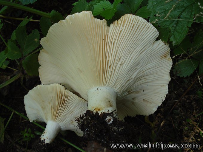 Russula chloroides